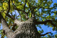 Un framework innovativo per le competenze infermieristiche nel wound care